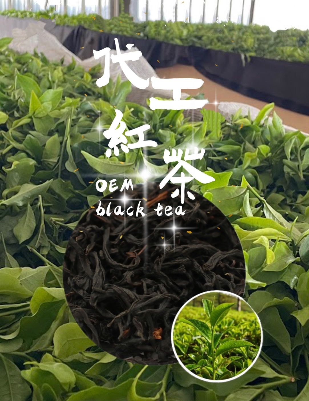 代工紅茶-1.jpg